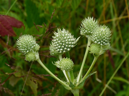{Eryngium yuccifolium}